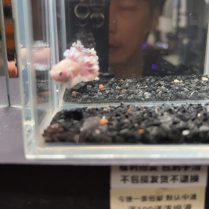 斗鱼竞拍跑单拉黑16日34