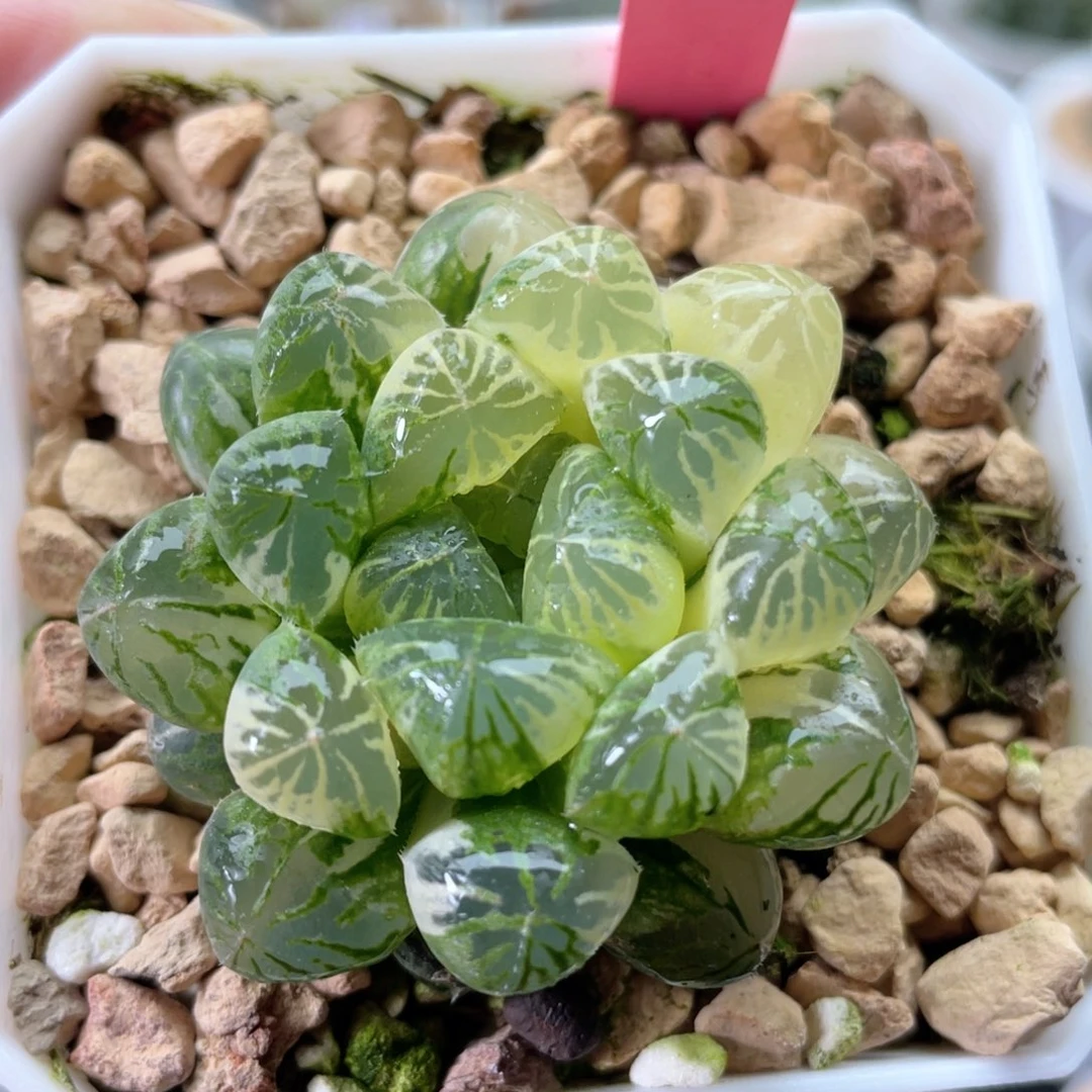 陈*逸塑料皮锦。