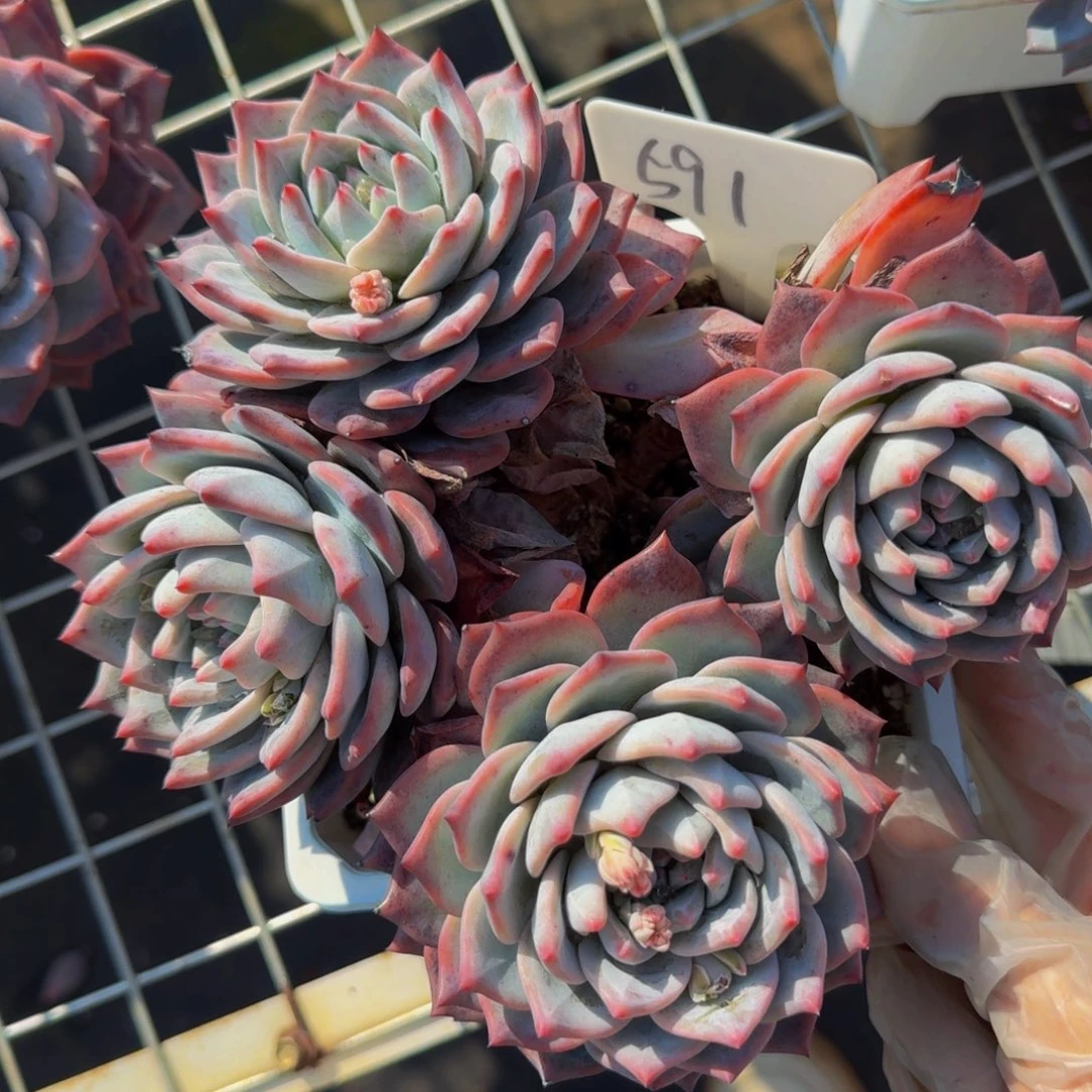 591粉蓝鸟肉肉肉肉