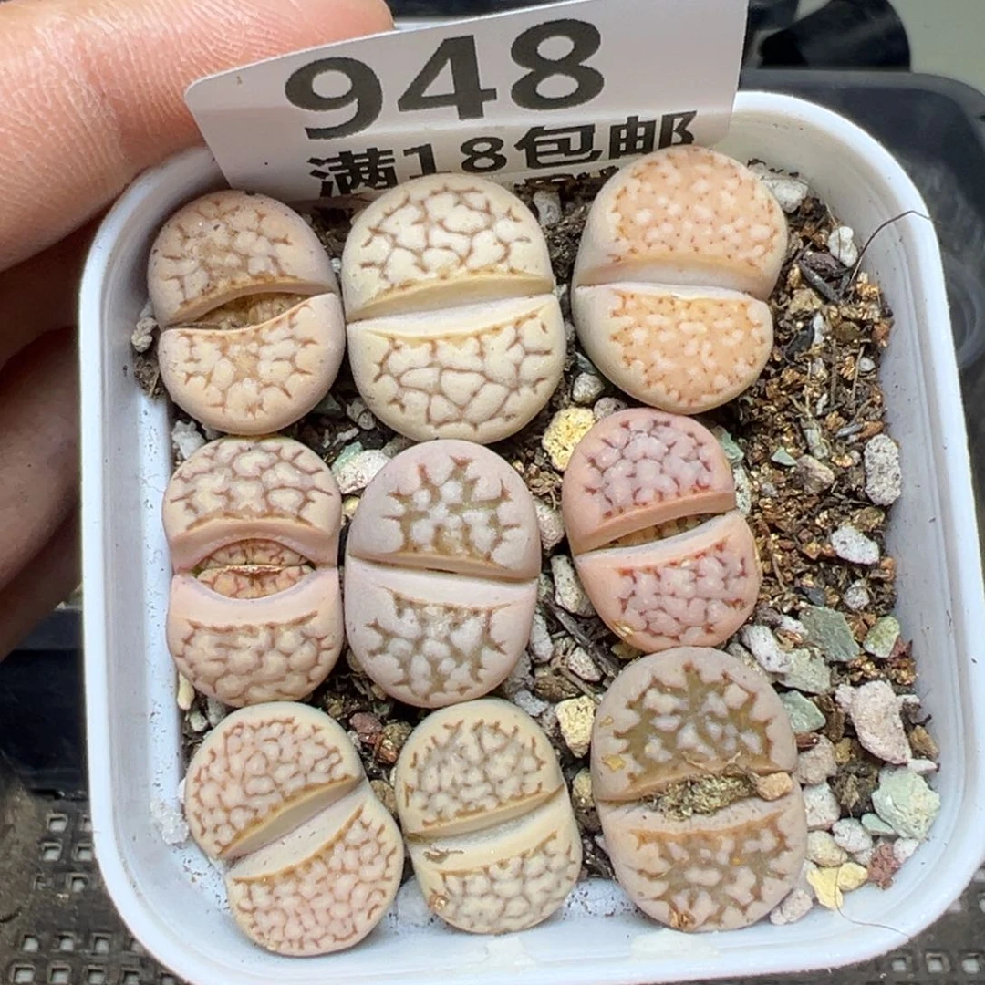 【闪购商品】948……