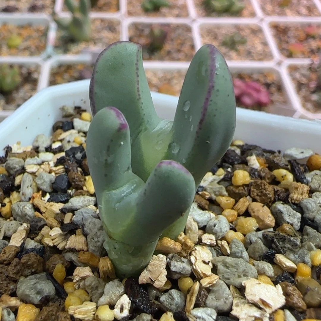 橘*君多肉植物一颗少将双