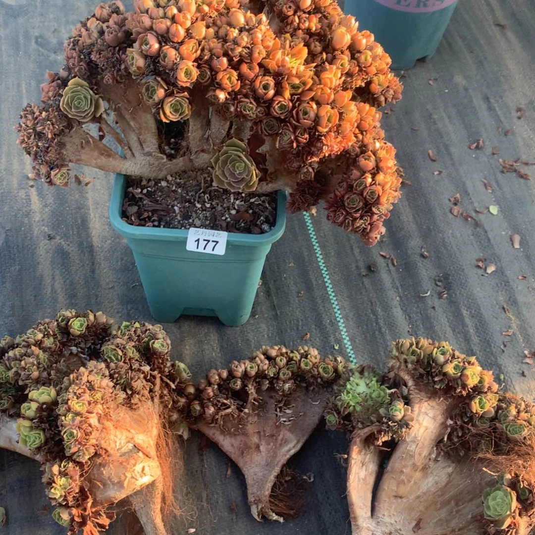 淡***声玫瑰177发货了一组