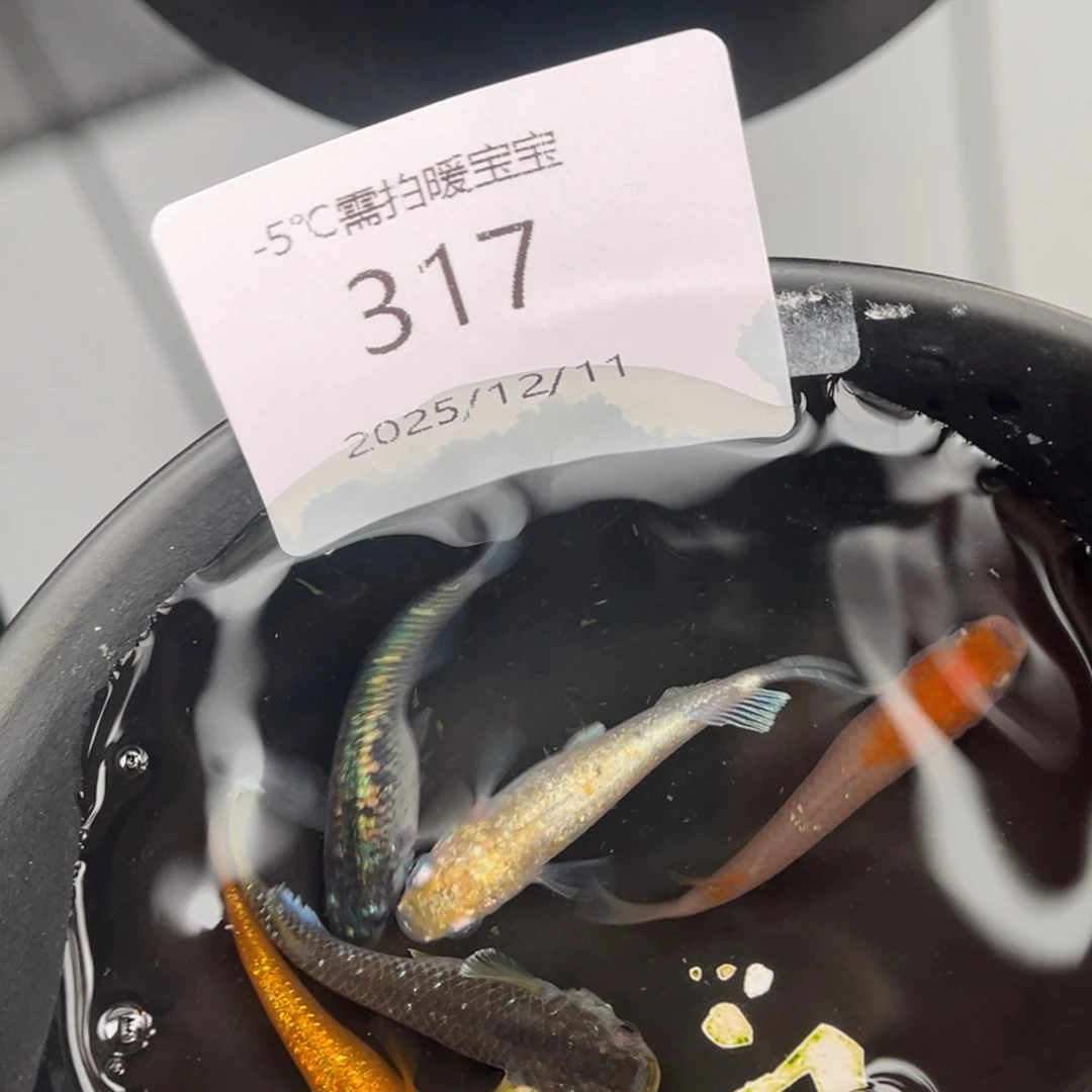 青鳉鱼317混搭五尾