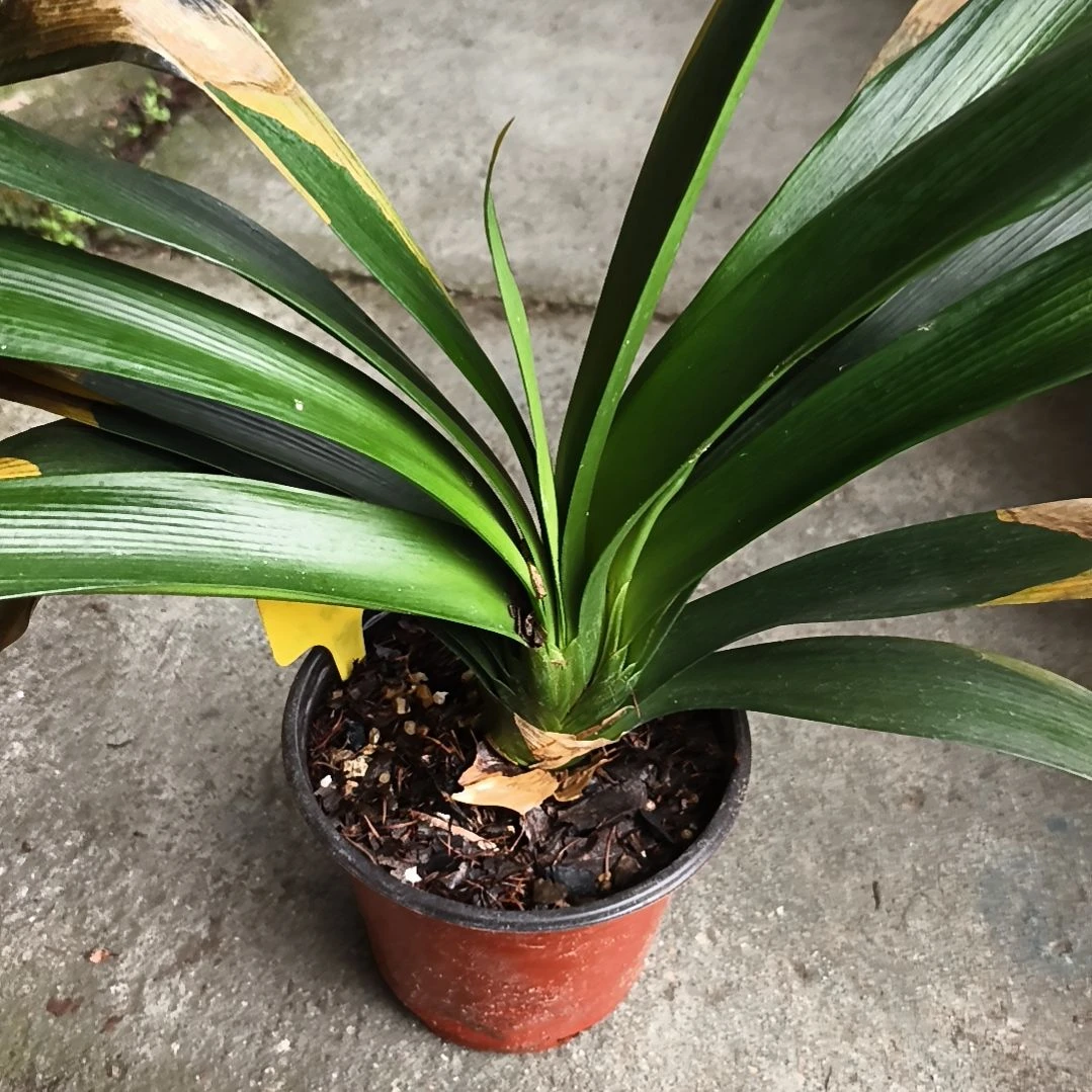 记***天当前无花栽培后可以开花盲盒大苗残叶无售后