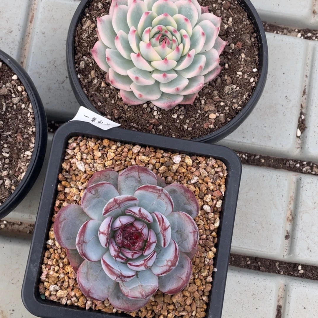 小***°1124-51-打包两颗。。，。，。。