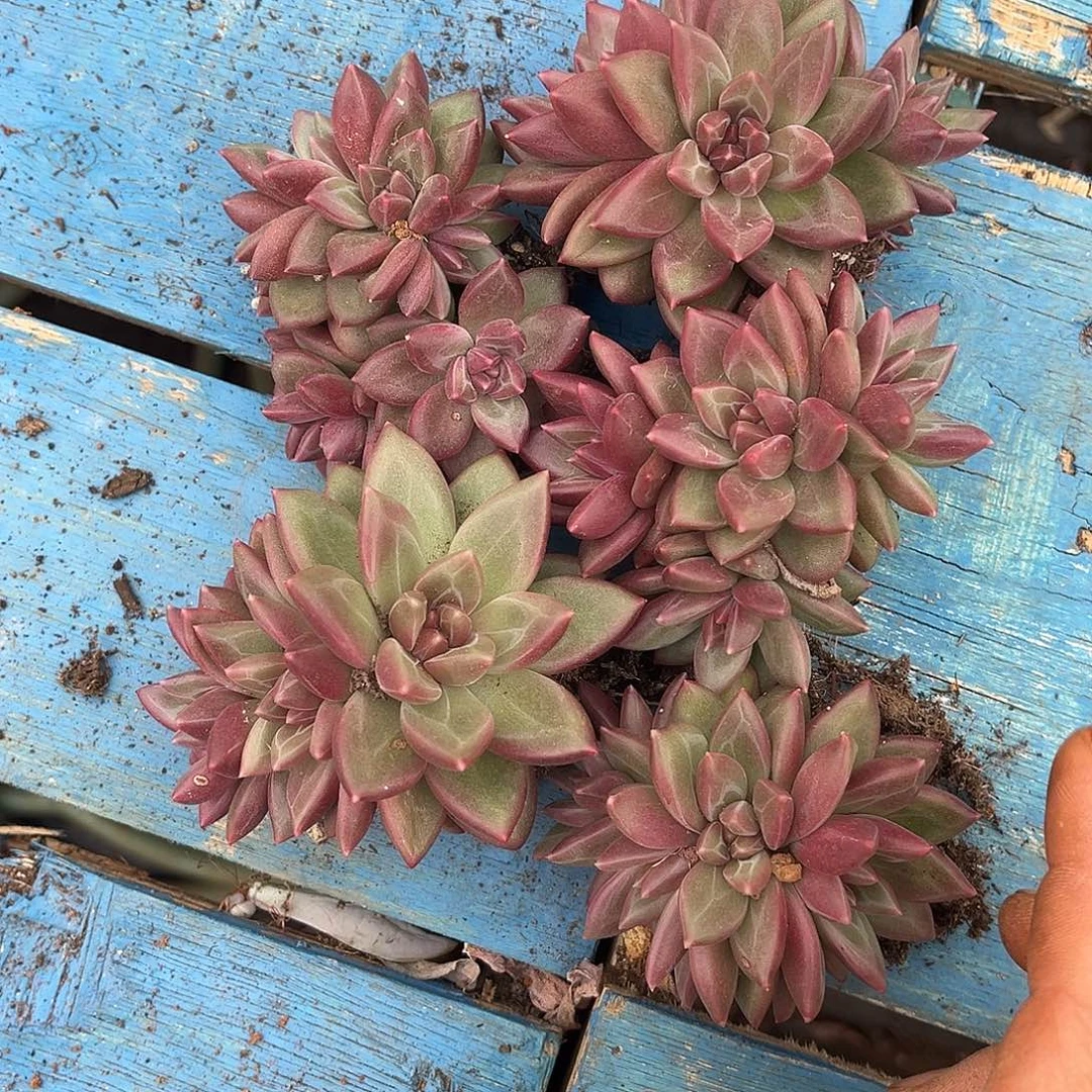 小***球迷雾泡泡5颗60多肉植物