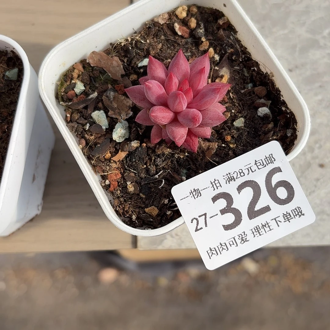 金鱼姬无盆土发货无盆