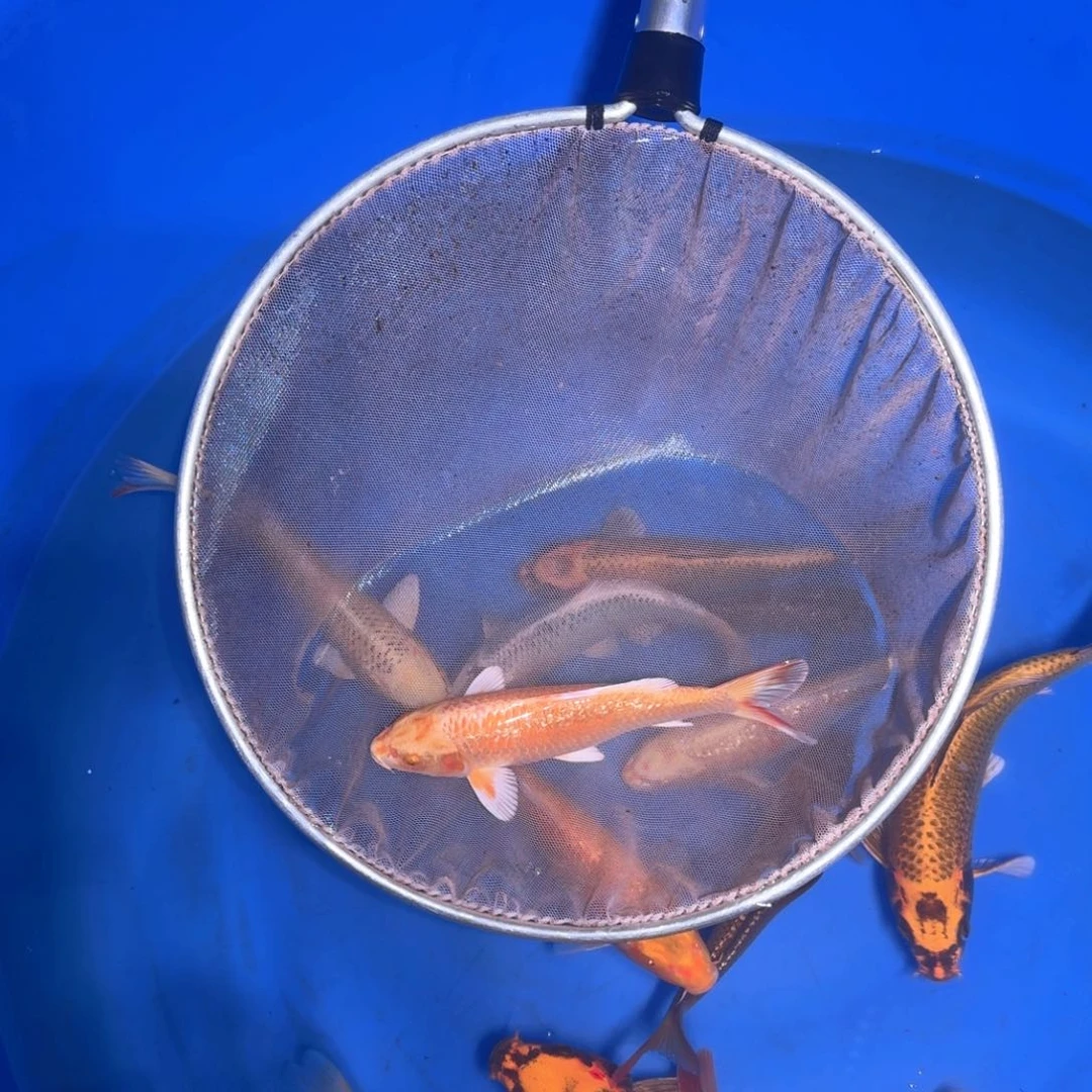 锦鲤?啊啊啊啊啊