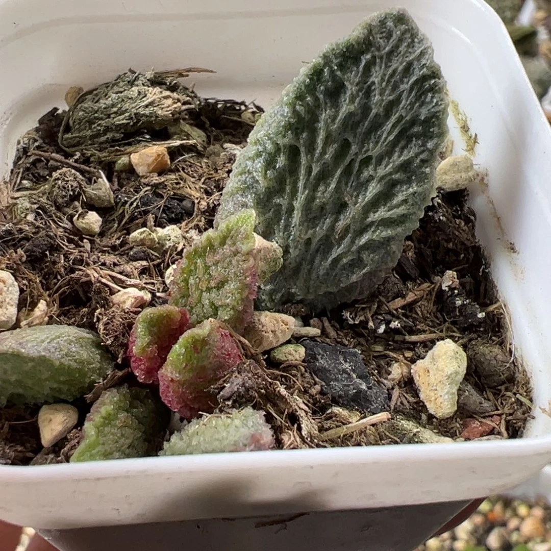 大鱼海棠带倒刺多肉植物