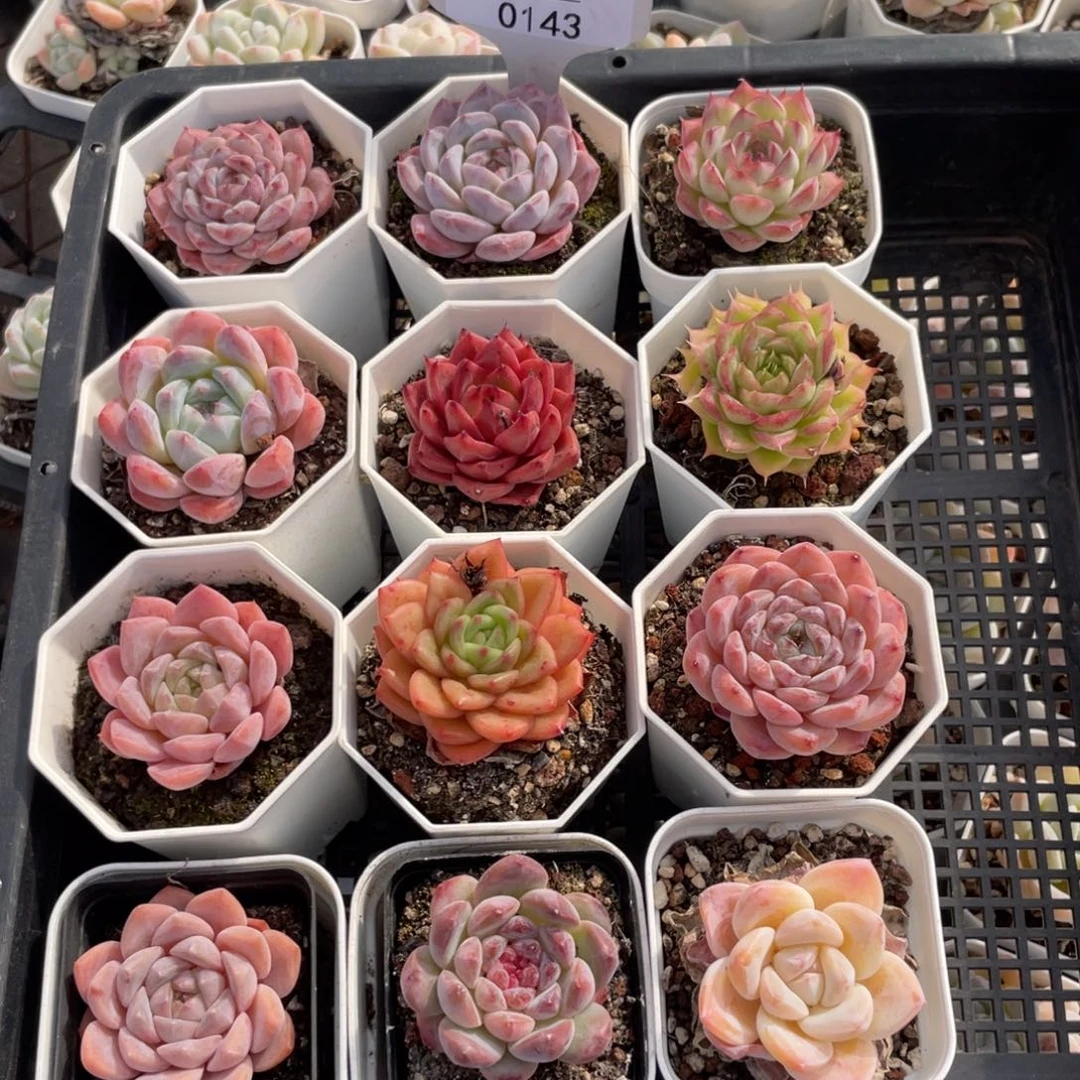 不包整散 盆子不售后0143