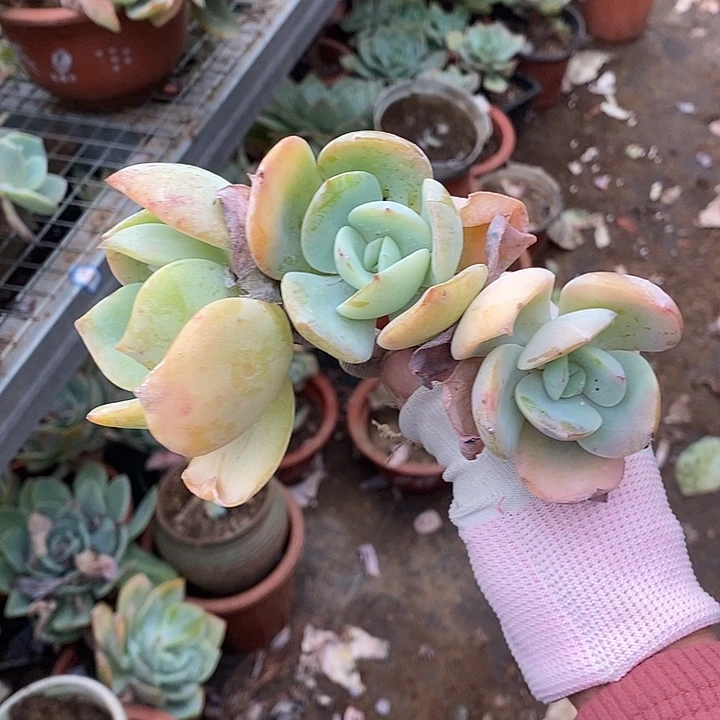 白凤血凤一物一拍