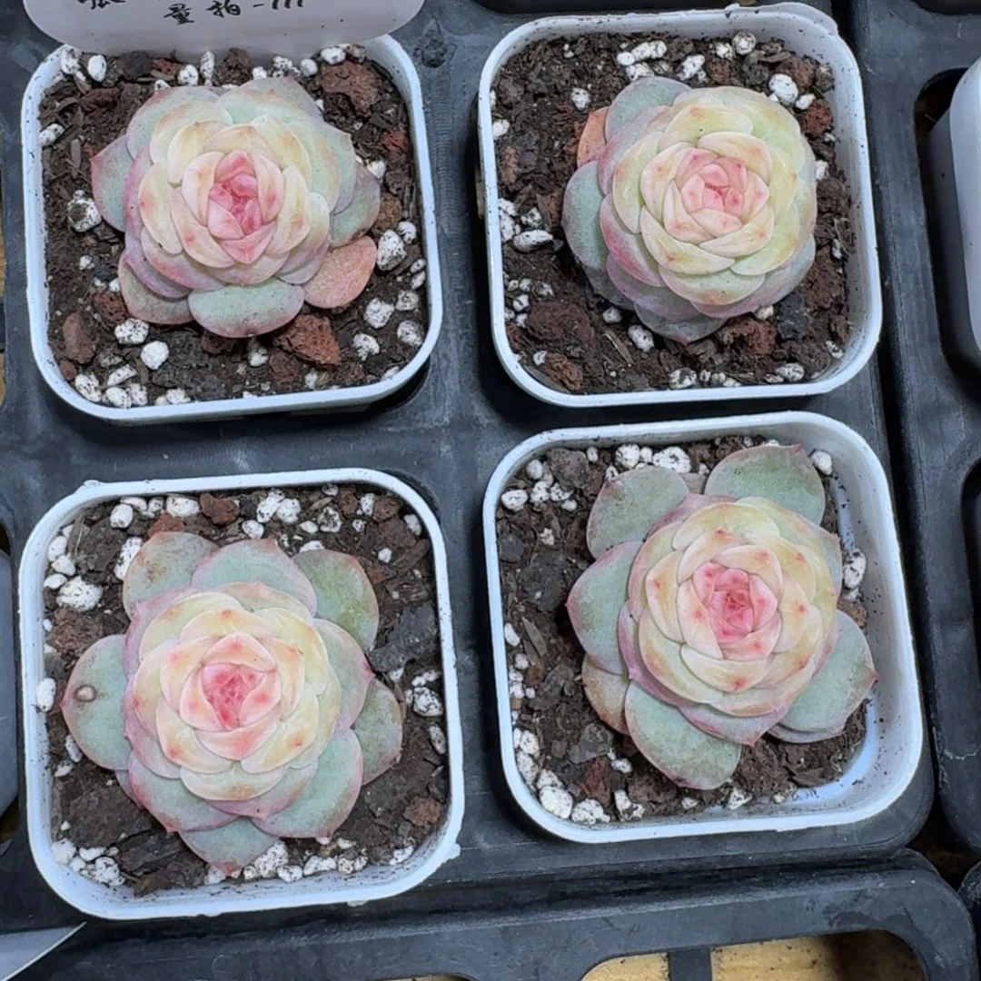 1221-111-晴兮四一颗量拍