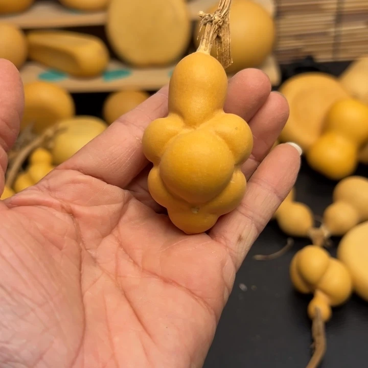 .****关566555565589