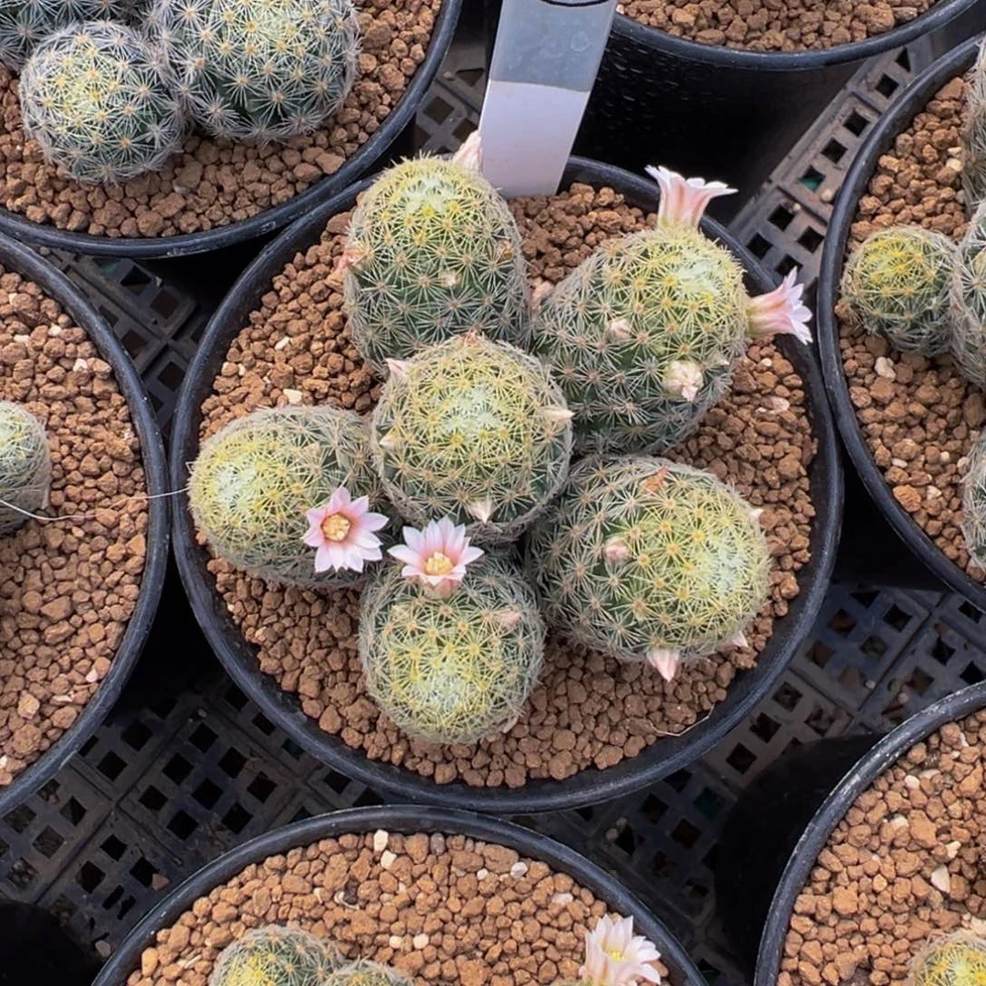 322实生根吉赛尔多肉植物带盆土