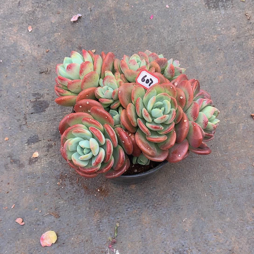 一物一拍多肉家里607拉萨