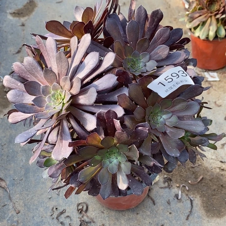 黑铜壶多肉断头不包1593