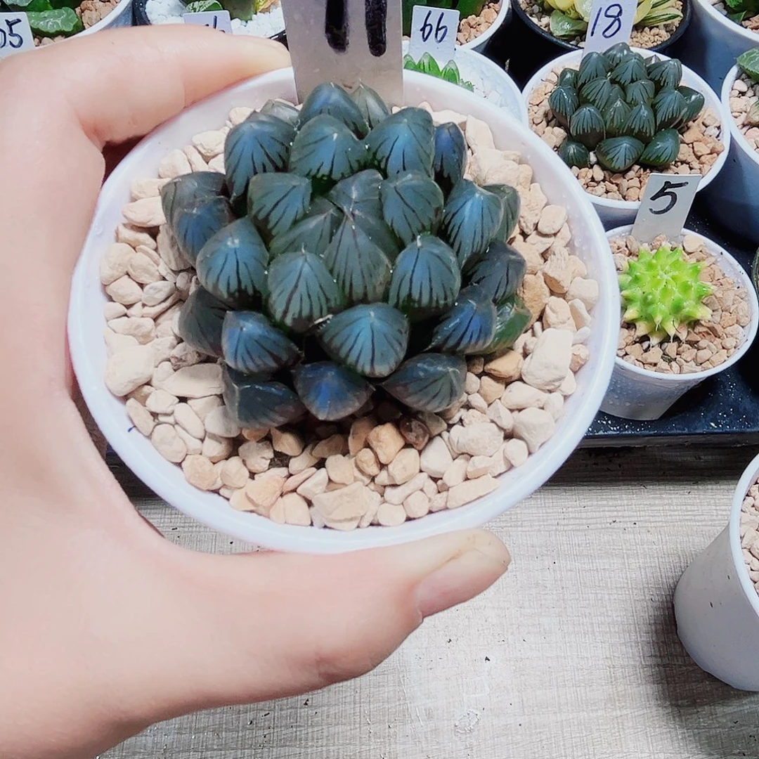 龙爪多肉植物6666