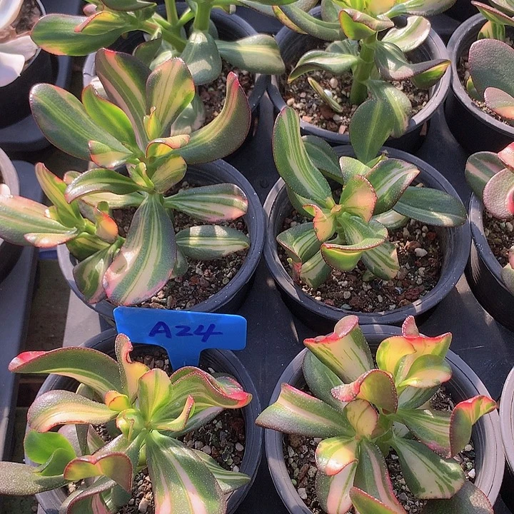 a24德阳海鸥脱土发