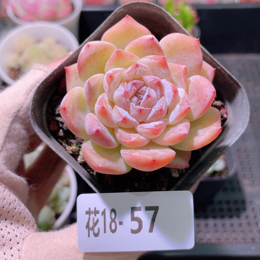 花利美18-57新品单头