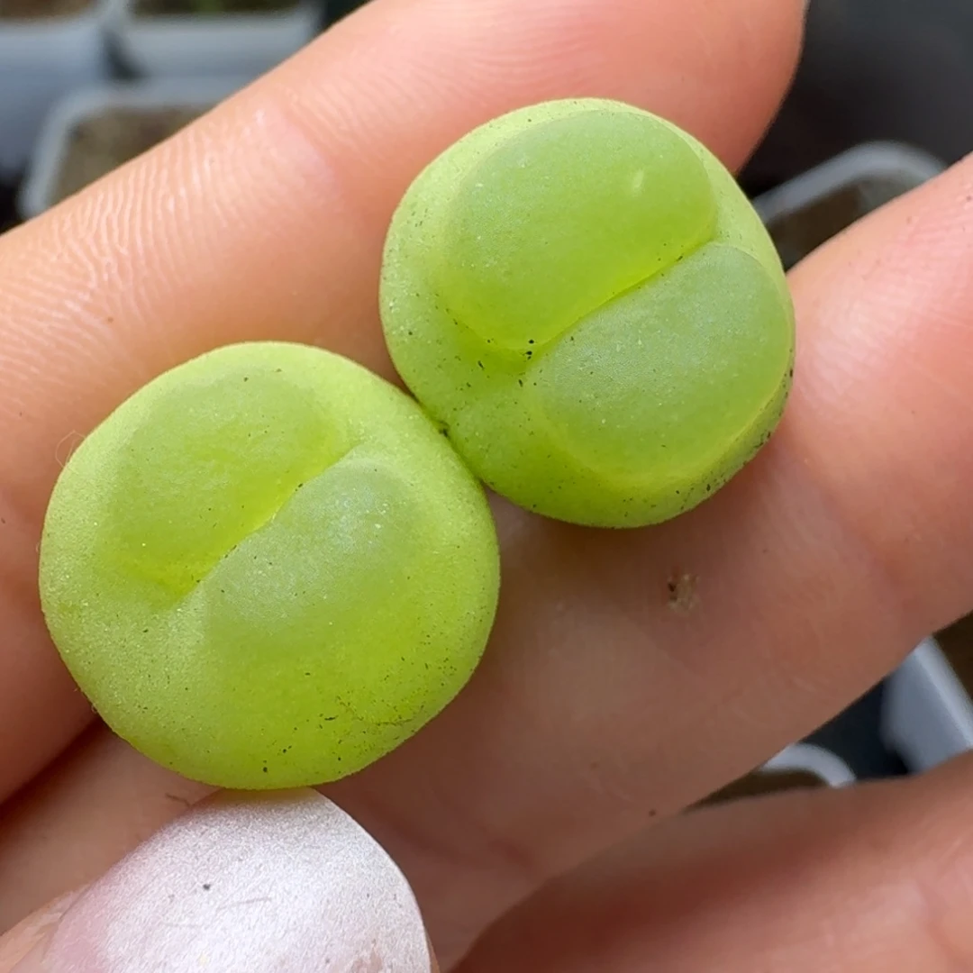 火*星364两颗拉拉五年新头尺寸1.5左右