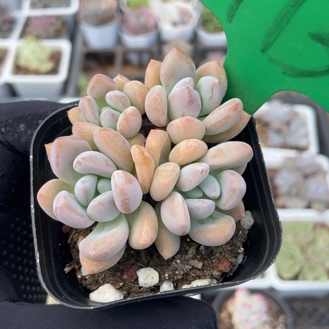 773奥普多肉植物保护