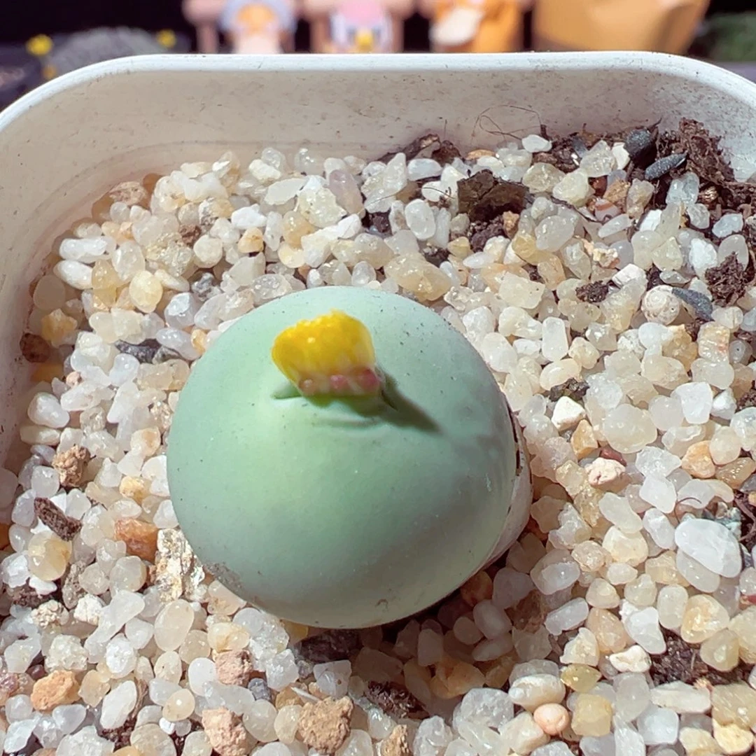 1024-148多肉多肉鸽子蛋