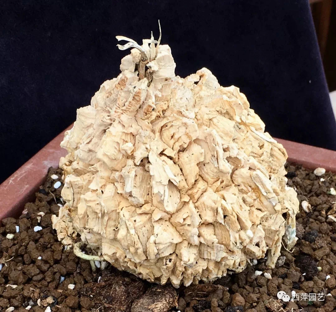 多肉植物 块根植物龟甲萝摩（Matelea cyclophylla）