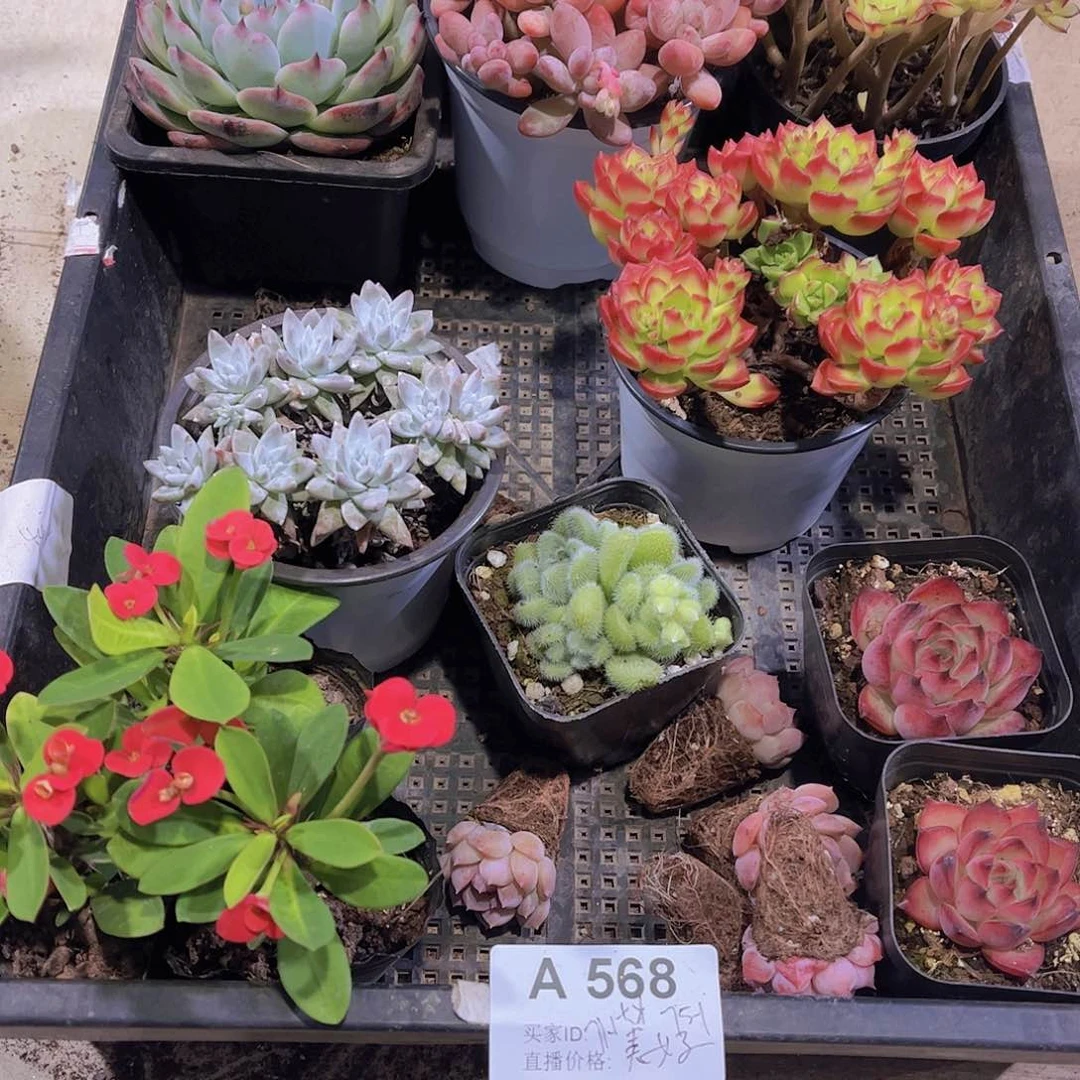 多肉568多肉植物