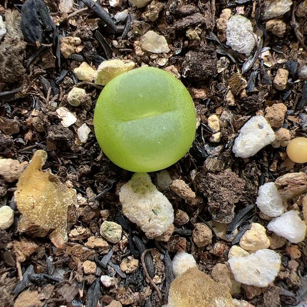 【闪购商品】310 拉登