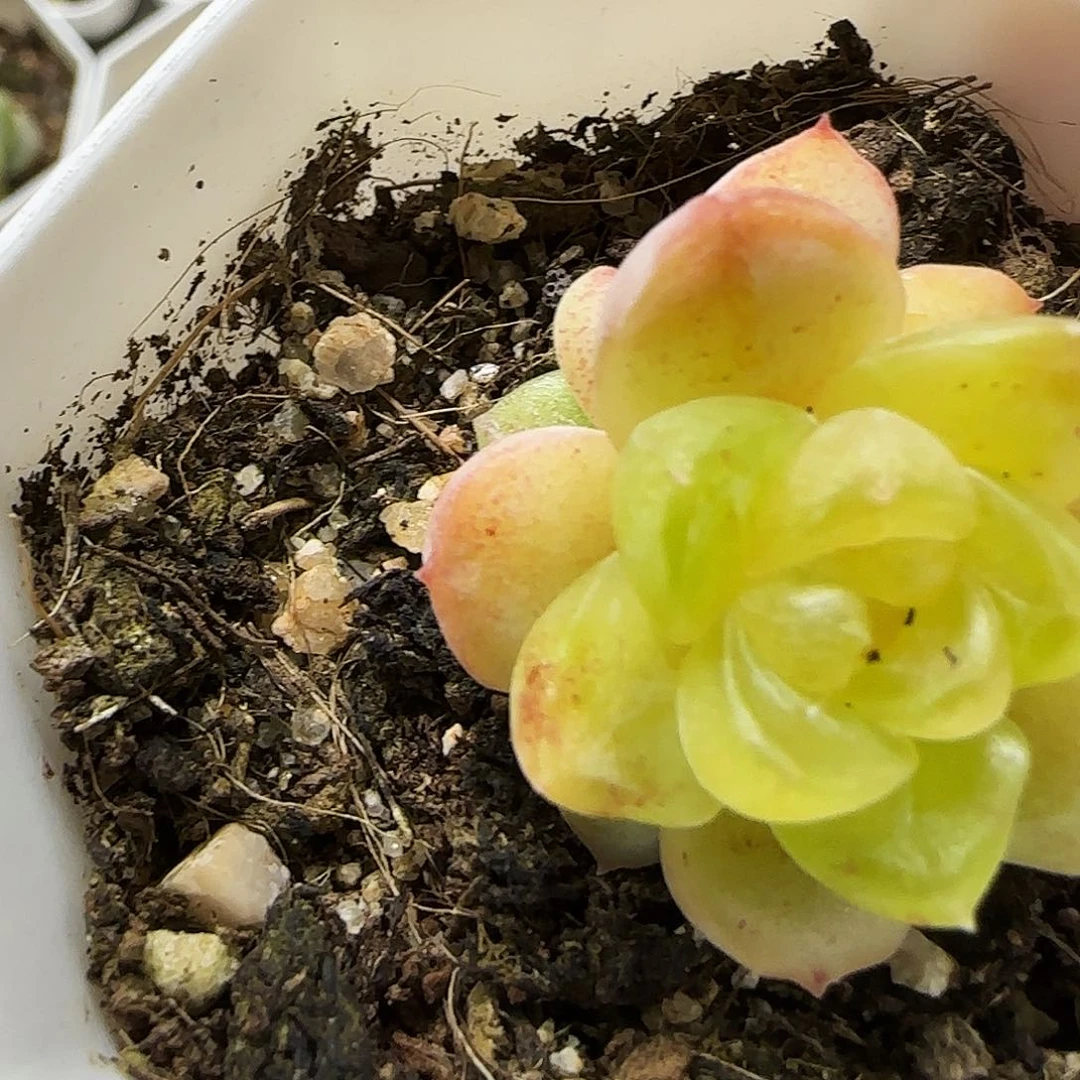 绿黄体新糖心盆一个满25包邮