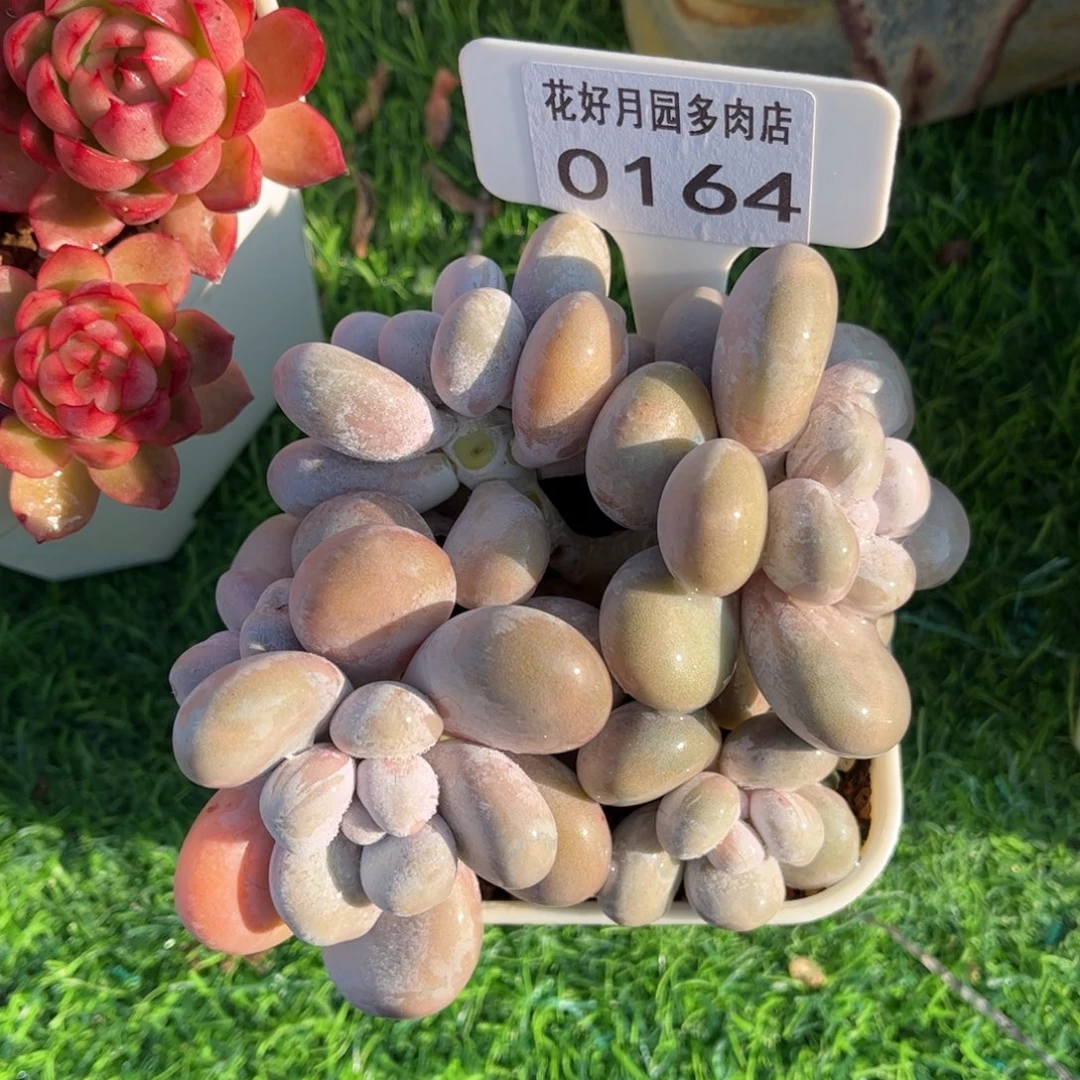 多肉植物0164 满30包邮
