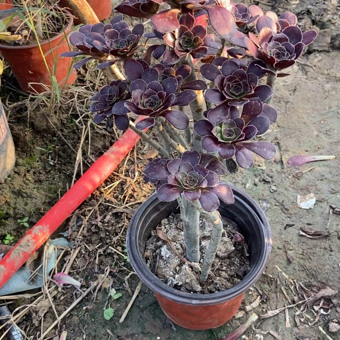 随***风无花朵5号链接原液黑法师