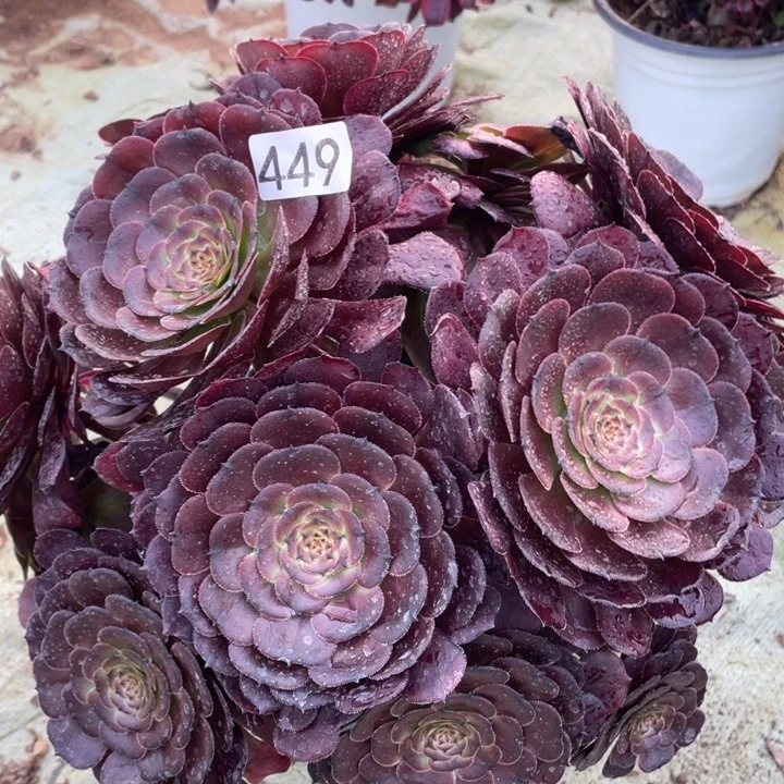 449多肉植物黑luo l