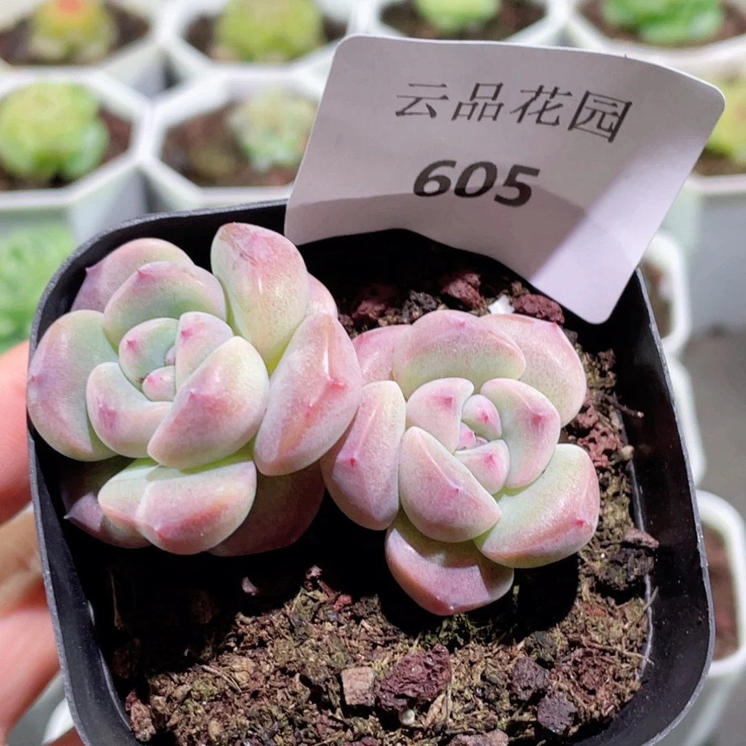 605号糖心冰心珍妮