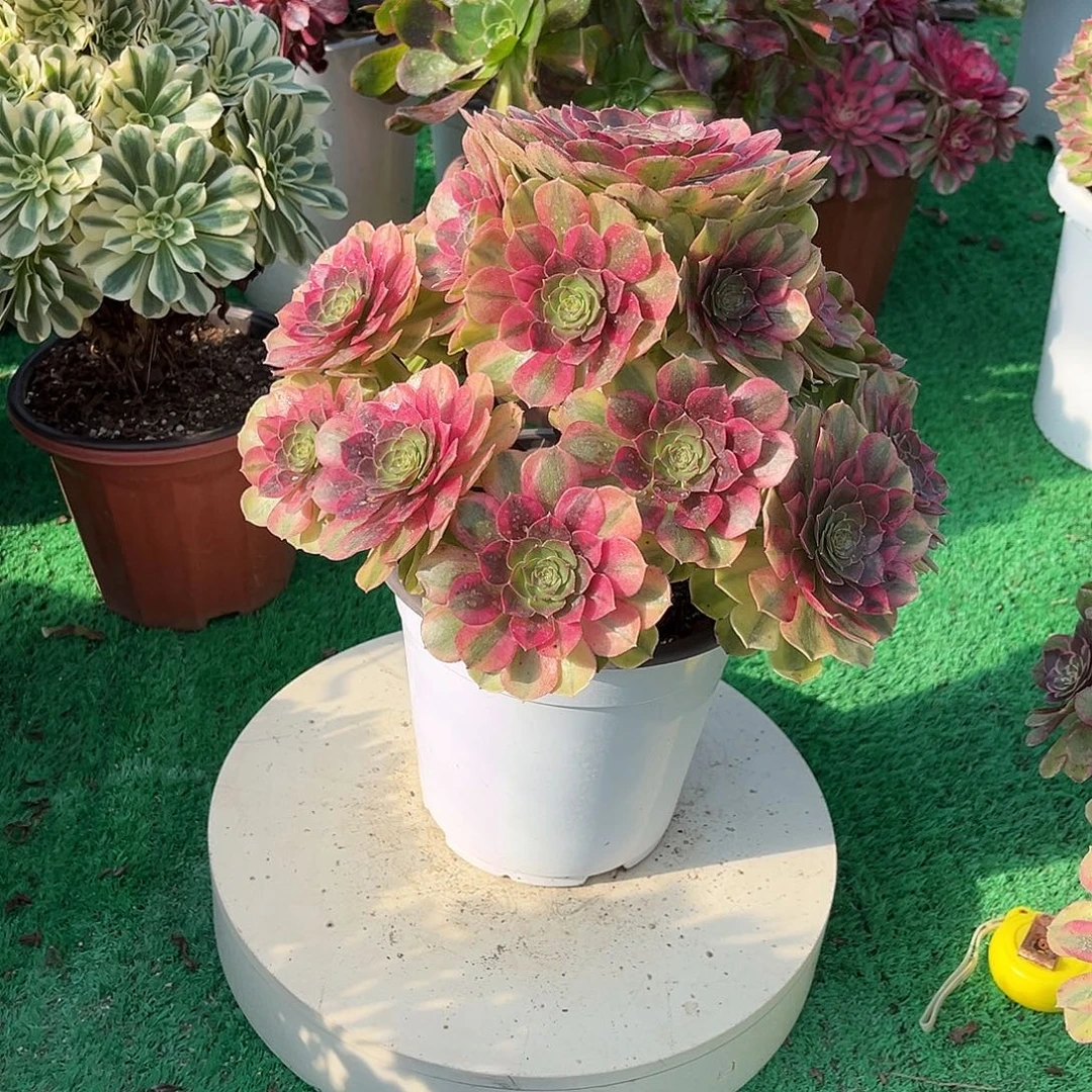 雨荷法师漂亮漂亮