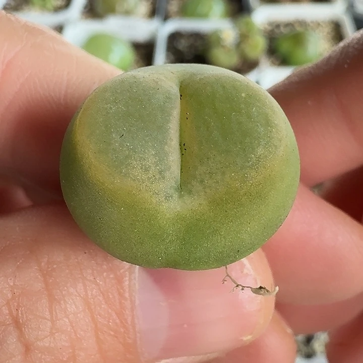 老马生石花2.1o泡1631