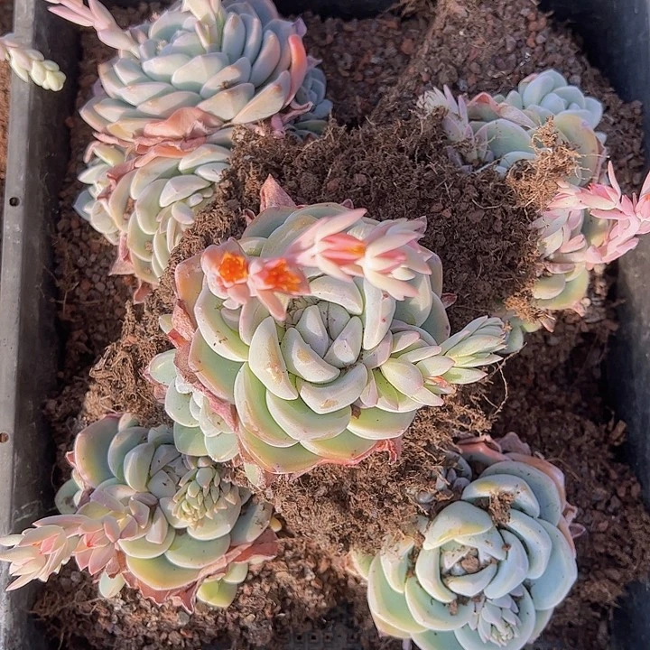 直播福利一物一拍450