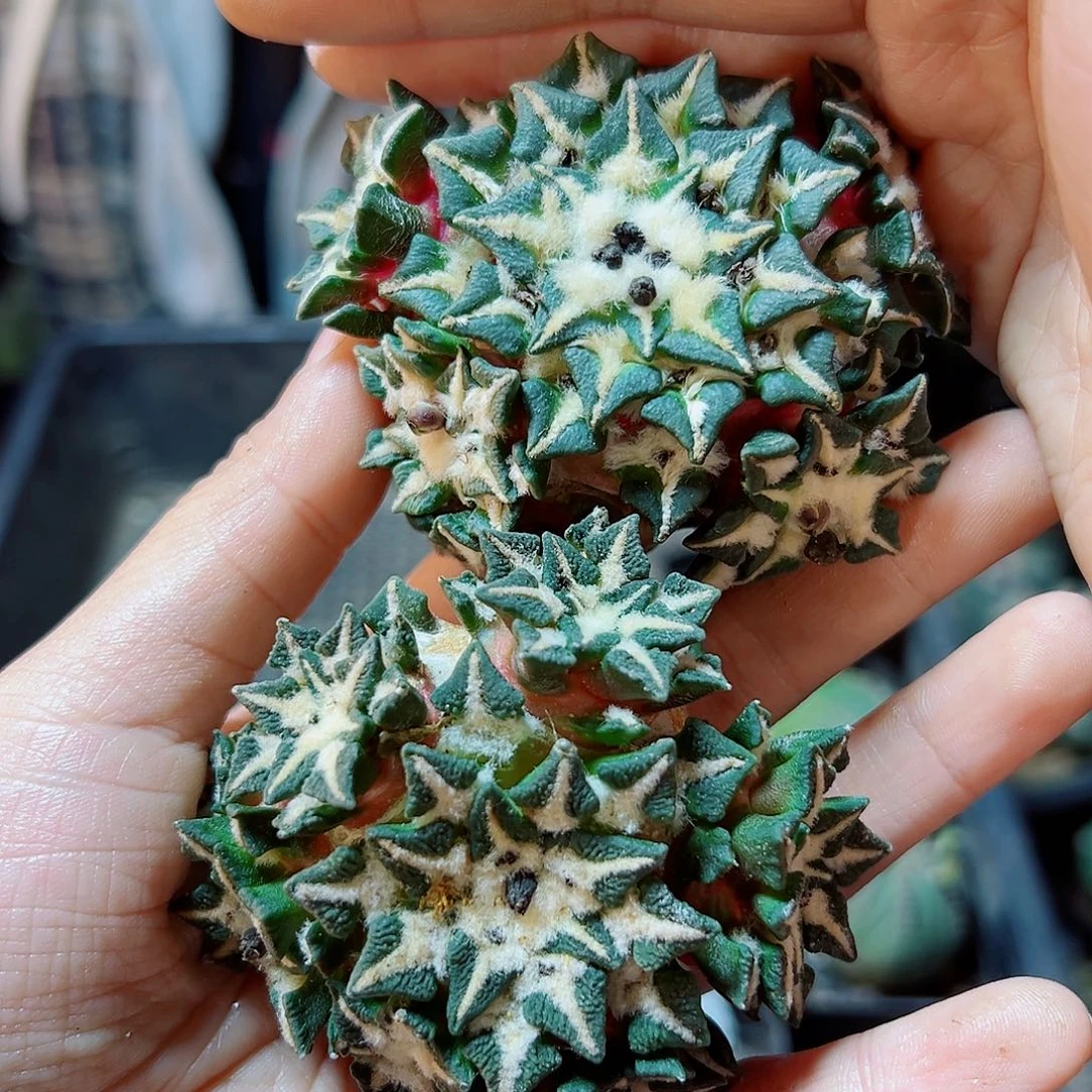 苗接无根黑牡丹群7公分