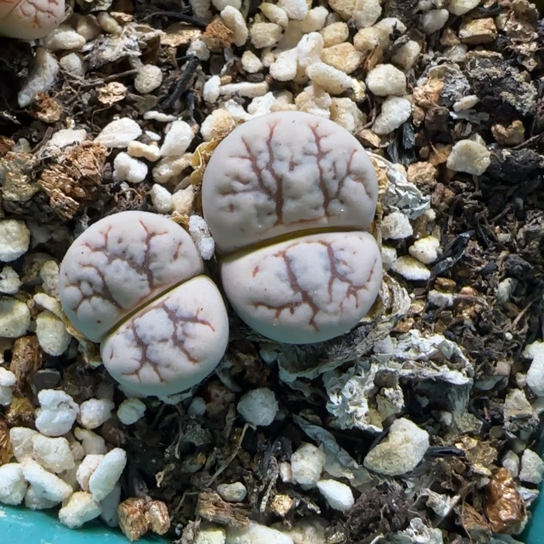 7.27。。云映。。。2004