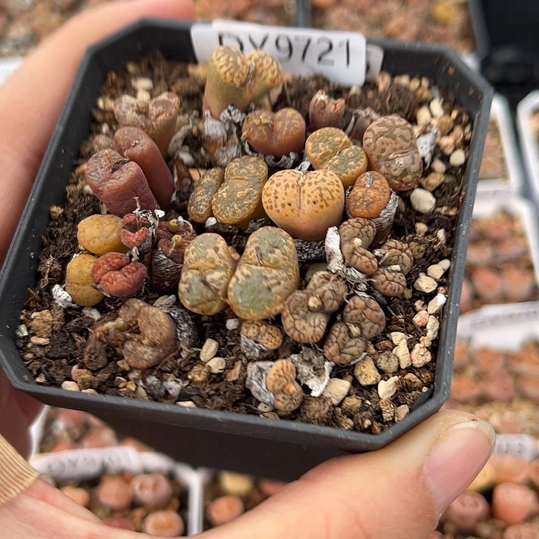 一物一拍勋章9721