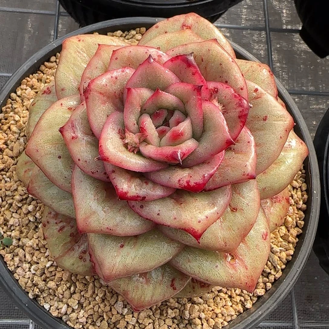 从前慢花园精选蔷薇