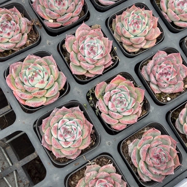 返祖惊鸿仙子一颗量拍多肉满20包邮下午发货