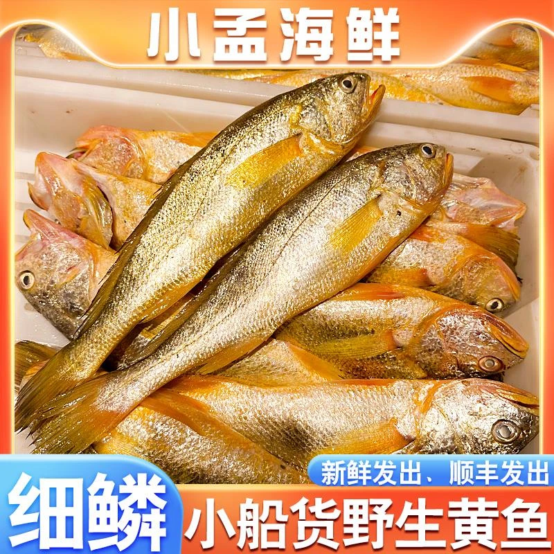 （5-7两规格）舟山东海海捕细麟大黄鱼海鲜发货