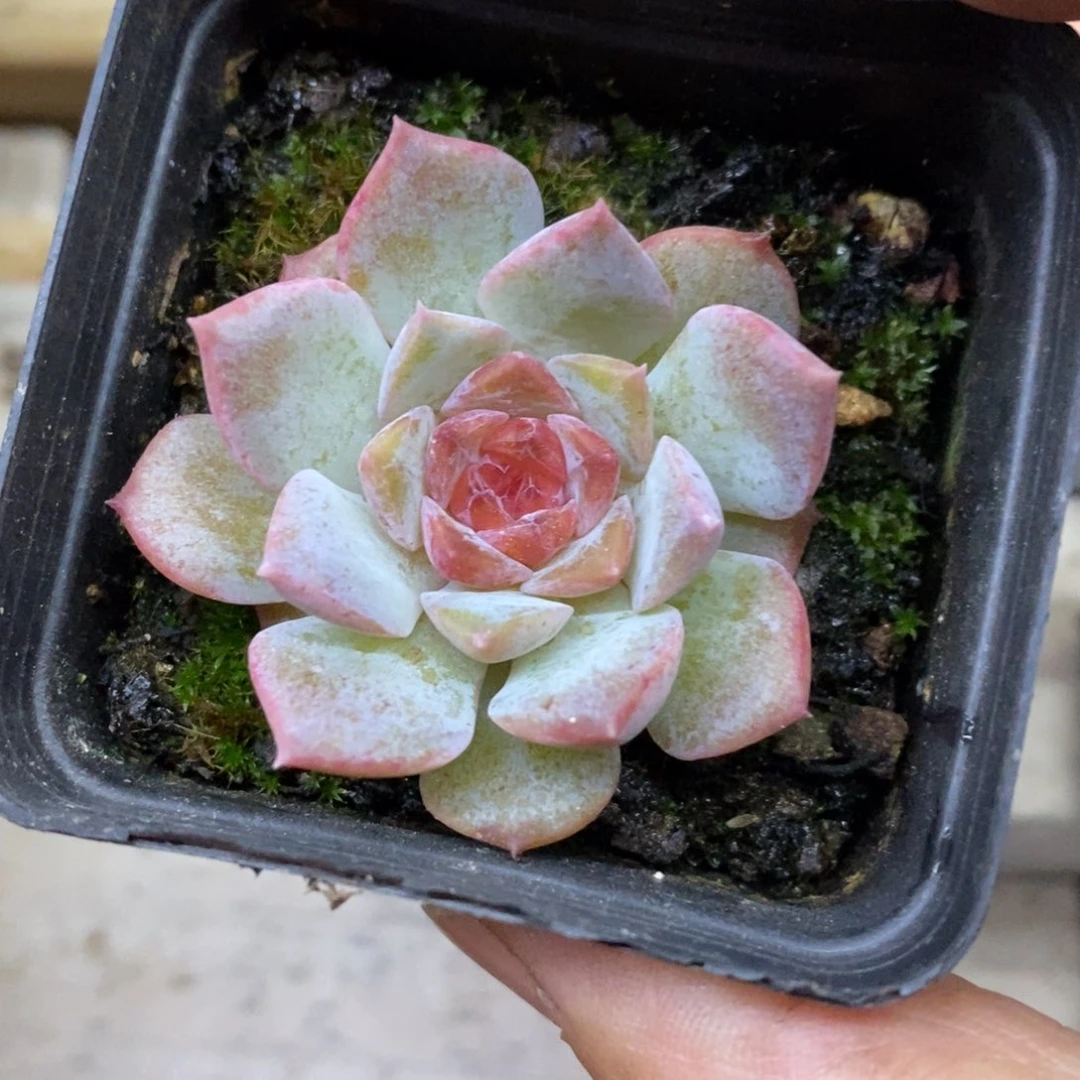 精品多肉一物一拍不包整189