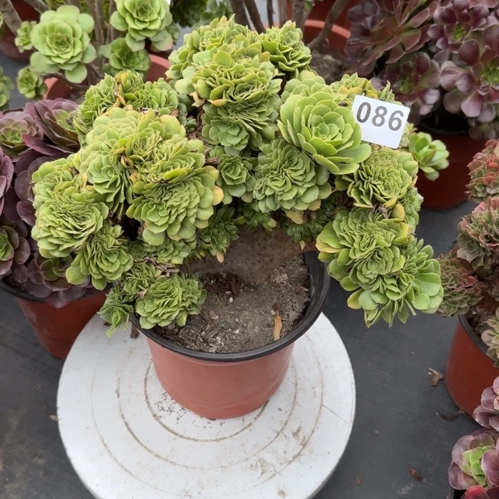 青***竹多肉植物绿羊绒缀086