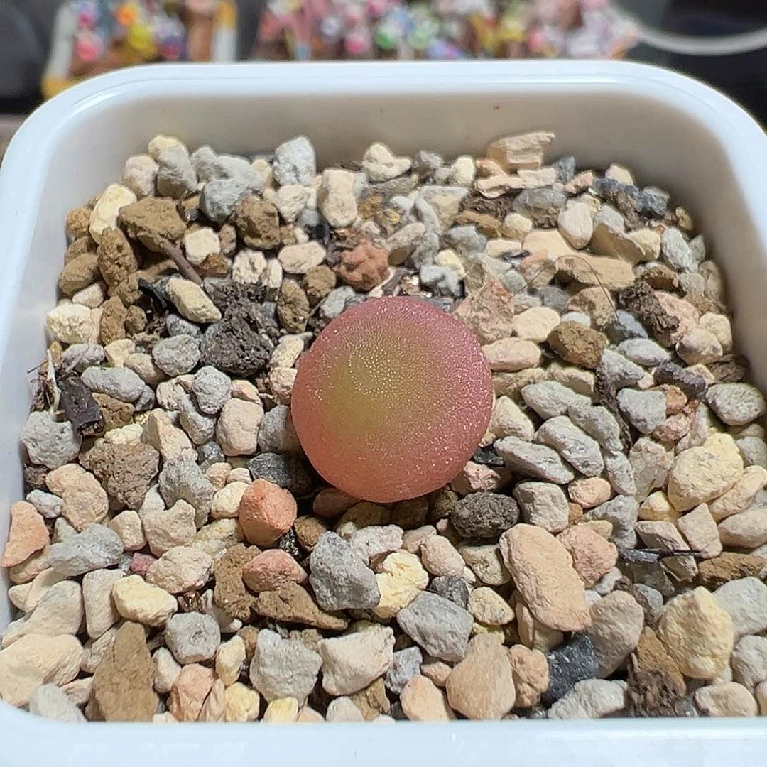 哈默灯泡尺寸1.1