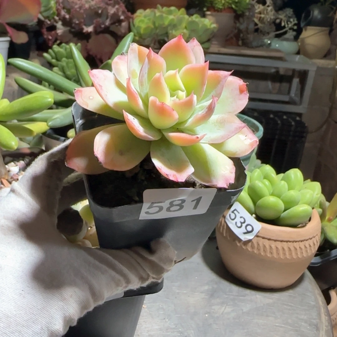 蜡***新581号 一物一拍 一物一拍