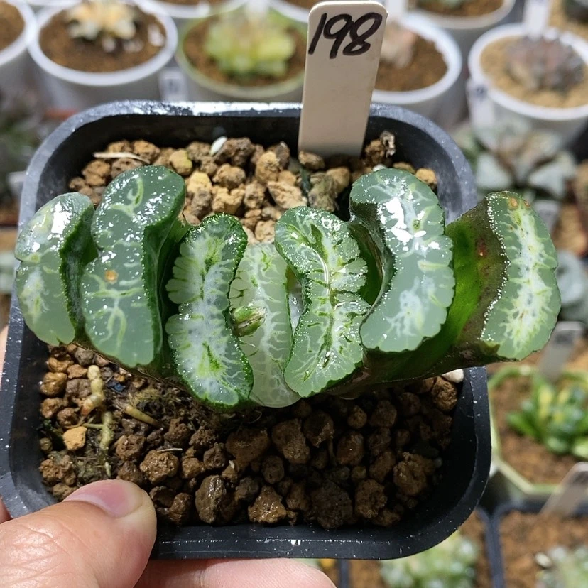 【闪购商品】198实生