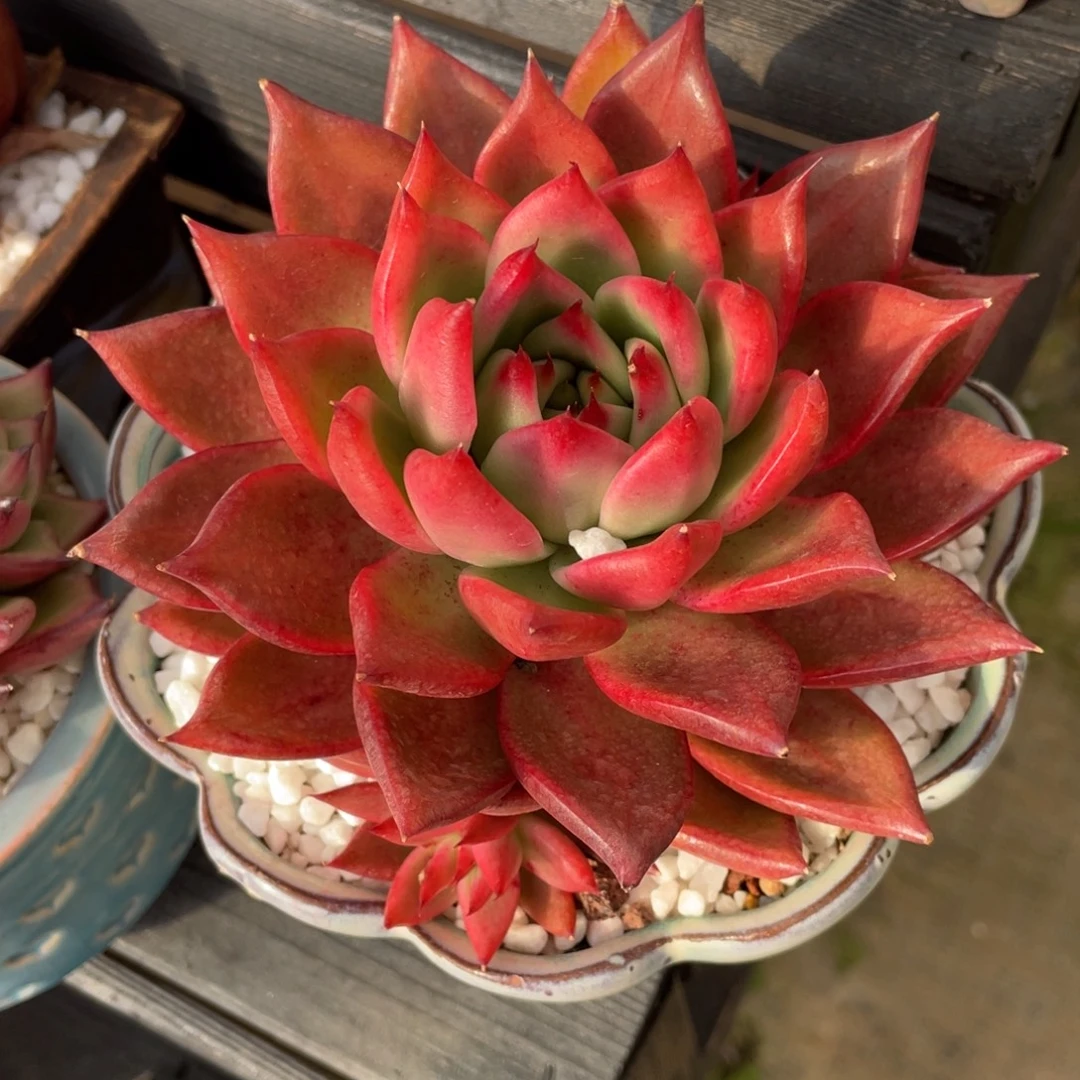 多肉植物盆栽多肉