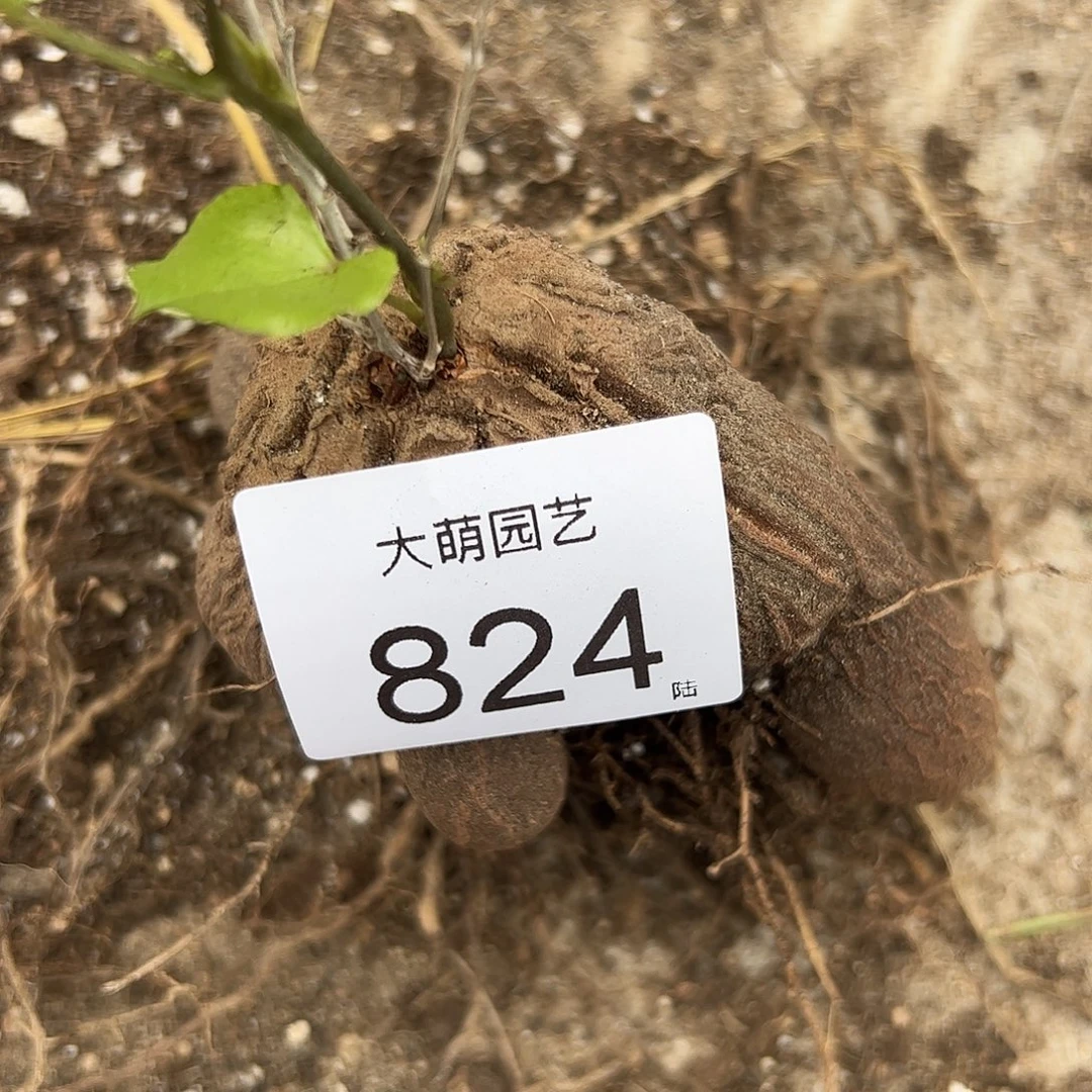 一物一拍。     824